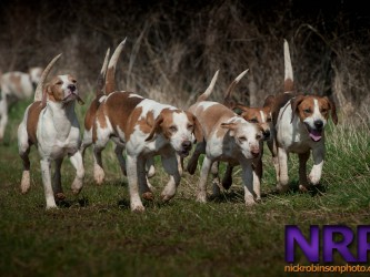 RAC Beagles visit The Burton.