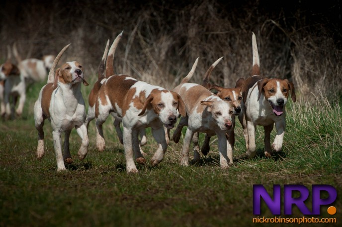 RAC Beagles visit The Burton.