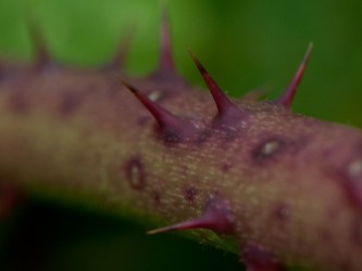 agrigem_060813_nrp-79