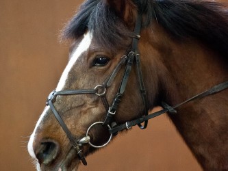 Welton District Riding club indoor showjumping  23 Feb 2014.