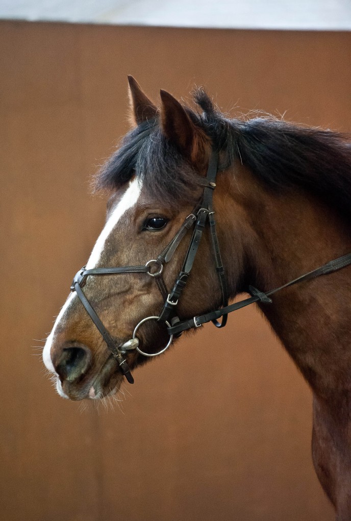 Welton District Riding club indoor showjumping  23 Feb 2014.